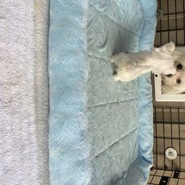 Maltese Puppies from Kristy Humphries