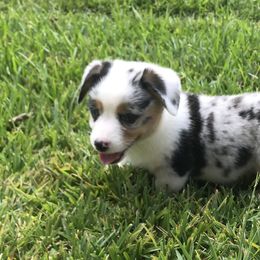 American Corgi and Pembroke Welsh Corgi Puppies from Caddeaux Corgis