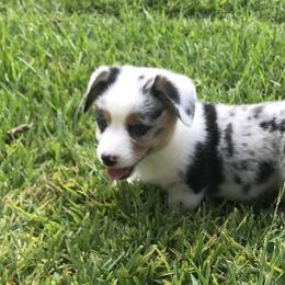 American Corgi and Pembroke Welsh Corgi Puppies from Caddeaux Corgis