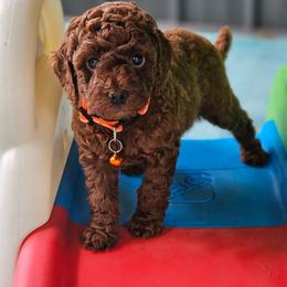 Ceasar - Red  male Poodle puppy in Salem, Missouri from Meadowbrook Poodles