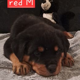 Boy 3 - Black and mahogany male Rottweiler puppy in De Witt, Iowa from Irish Eyes Kennels