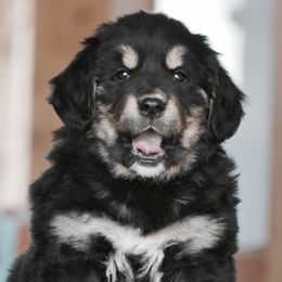 Bernese Mountain Dogs, Golden Mountain Dogs, and Golden Retrievers from Grateful Bernese & Gage's Goldens