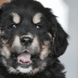 Bernese Mountain Dogs, Golden Mountain Dogs, and Golden Retrievers from Grateful Bernese & Gage's Goldens