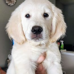 White girl - Golden Retriever puppy from River Close Goldens