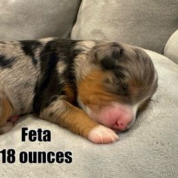 Feta - Blue merle Bernedoodle puppy in Washougal, Washington from Sandy Creek Bernedoodles