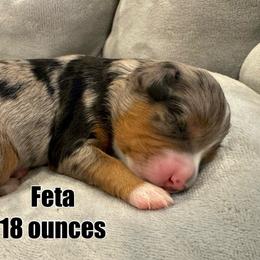 Feta - Blue merle Bernedoodle puppy in Washougal, Washington from Sandy Creek Bernedoodles