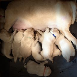 Dachshund and Labrador Retriever Puppies from Honeydew Ranch
