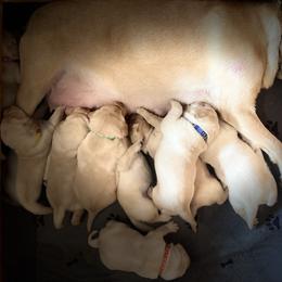 Dachshund and Labrador Retriever Puppies from Honeydew Ranch