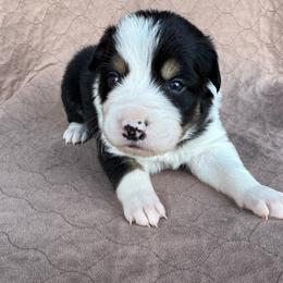 Boy 1 - Tri-color male Border Collie puppy in Centerville, Washington from Forthright Farms