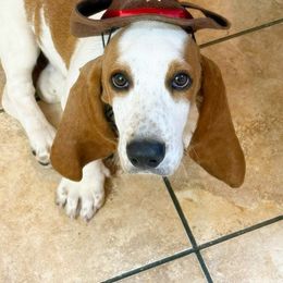 Benny - Lemon and white male Basset Hound puppy in Brandon, Mississippi from Milton’s Bassets