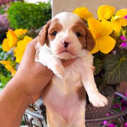 Daisy - Blenheim female Cavapoo puppy in Salt Lake City, Utah from SunnySide Mini Doodles