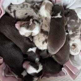 Miniature Australian Shepherd puppies from B&B Little Aussie Gems