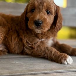 Quincy - Red  male Goldendoodle puppy in Zeeland, Michigan from Dandelion Lane Doodles