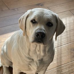 Clover - Labrador Retriever