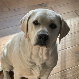 Clover - Labrador Retriever