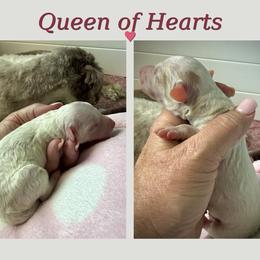 Queen of Hearys - Cream female Aussiedoodle puppy in Arizona from Coats of Many Colors LLC