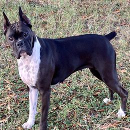 Missy - Boxer