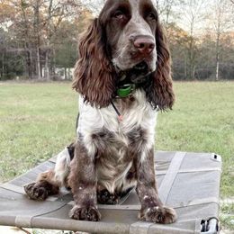Pepper - English Springer Spaniel