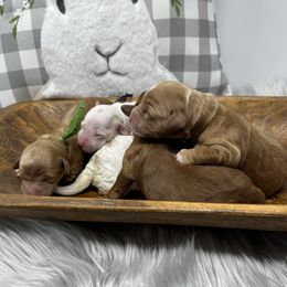 Goldendoodle puppies from Stella’s Stunning Goldendoodles of VA