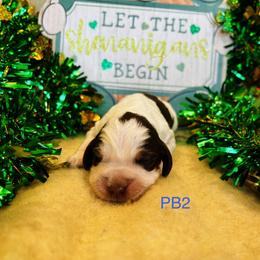 PB2 - Tri-Roan male English Springer Spaniel puppy in Britton, South Dakota from K&S Canines