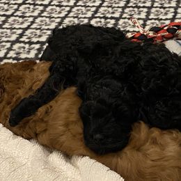 Cockapoo Puppies from Coco's Cocopuffs