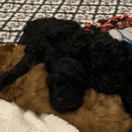 Cockapoo Puppies from Coco's Cocopuffs