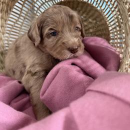 Pink - Merle female Golden Aussiedoodle puppy in Chino Valley, Arizona from AZ Stickerdoodles