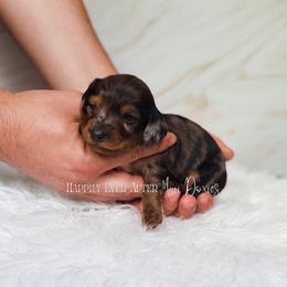Preston - Dapple male Dachshund puppy in Robesonia, Pennsylvania from Happily Ever After’s Puppies