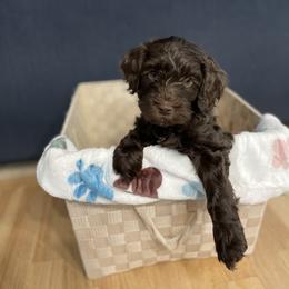 Little Bear - Chocolate male Australian Labradoodle puppy in Broomfield, Colorado from Colorado Labradoodle