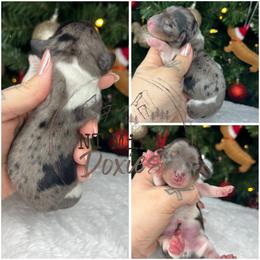Silver bells - Dapple male Dachshund puppy in Payette, Idaho from NT Mini Doxies