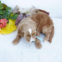 Sky collar - Red  female Goldendoodle puppy in Spokane, Washington from Doodle Love