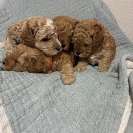 Cavapoo Puppies from Lucy Lou’s Cavapoos