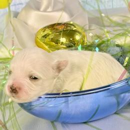 Blinky (Red) - White and buff male Bichon Frise puppy in Lavon, Texas from Sissy’s Heavenly Paws