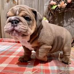 Bulldog Puppies from Bullgodz English Bulldogs