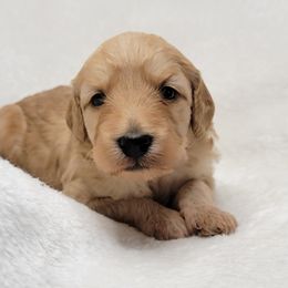 Goldendoodle Puppies from Lake Village Doodles