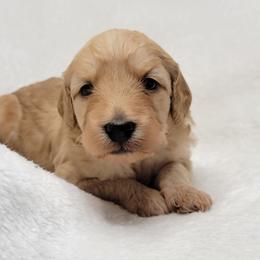 Goldendoodle Puppies from Lake Village Doodles