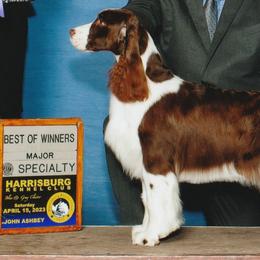 Savvy - English Springer Spaniel