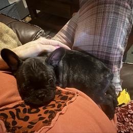 Boy 2 - Brindle male French Bulldog puppy in Livingston, Texas from Drake Home Frenchies