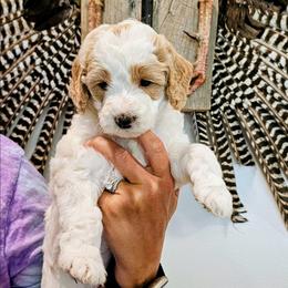 Bermuda - Parti female Goldendoodle puppy in Forest, Ohio from Mini Doodle Buddies