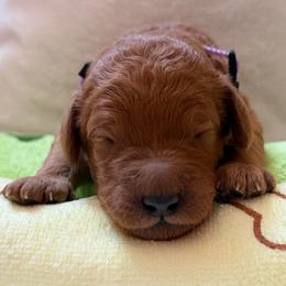 Boy 2 Purple Collar - Red  male Goldendoodle puppy in Toledo, Ohio from Avery Doodle Day LLC