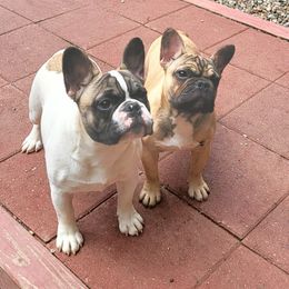 French Bulldog Puppies from Alcide kennels