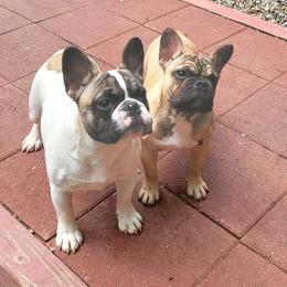 French Bulldog Puppies from Alcide kennels