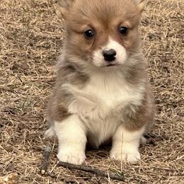 Audrey - Fawn female Pembroke Welsh Corgi puppy in Rolla, Missouri from 4A Corgis