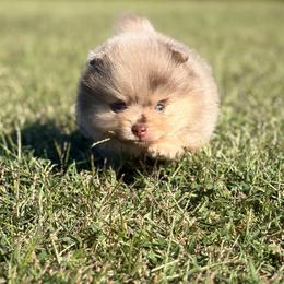 Alvin - Chocolate merle male Pomeranian puppy in Scottsburg, Virginia from Summer Set Poms