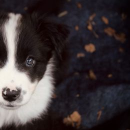 Australian Shepherd Puppies from Tru Blu Aussies
