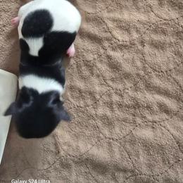 Boy 2 - Black and white male Havanese puppy in Melba, Idaho from Lawson Havanese