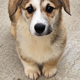 Love - Red male Pembroke Welsh Corgi puppy in Kiowa, Colorado from Cool Water Corgis LLC