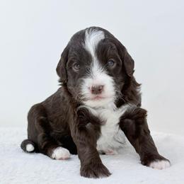 Mae - female Golden Mountain Doodle puppy in Fleming, Colorado from Vandenbark Doodles
