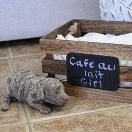 AKC cafe au lait girl - Cafe au lait female Poodle puppy in Maricopa, Arizona from La Petite poodle