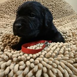 Red Girl - Black female Labrador Retriever puppy in North Pole, Alaska from Mulberry Retrievers